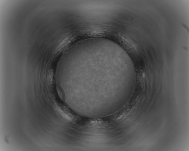 X0000091850744200709121310