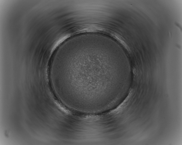 X0000091851026200709121306