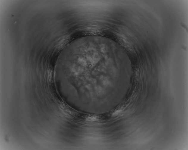 X0000091850177200709191103