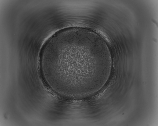 X0000091850388200709191101