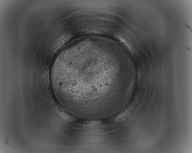 X0000091850398200709191101