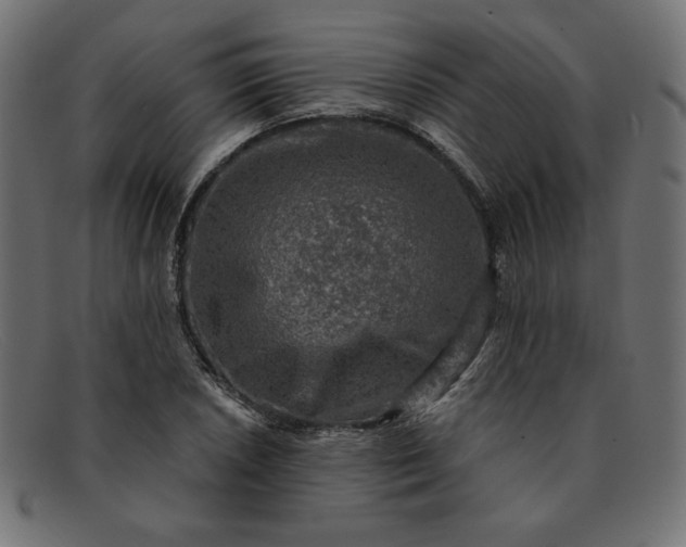 X0000091851026200709191052
