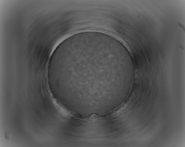 X0000091851530200709191046