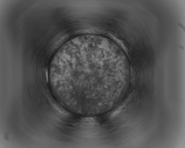 X0000091850061200709261215