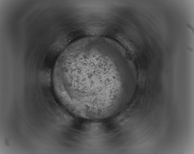 X0000091850065200709261215
