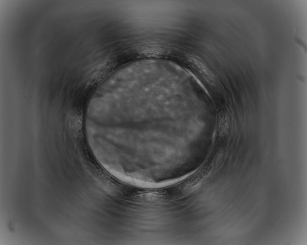 X0000091850365200709261212