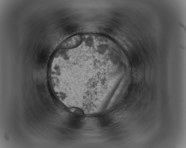 X0000091850487200709261210