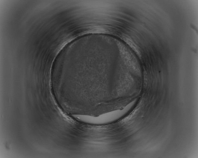 X0000091850845200709261206