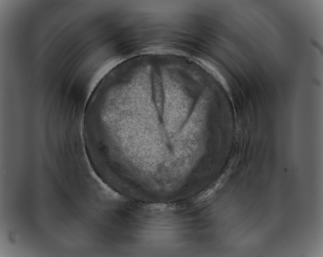 X0000091850855200709261206