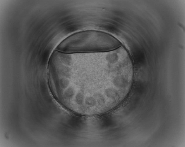 X0000091850903200709261205