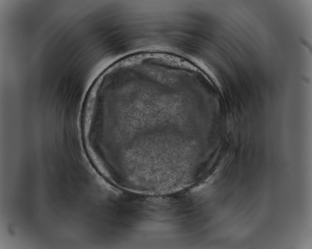 X0000091850959200709261204