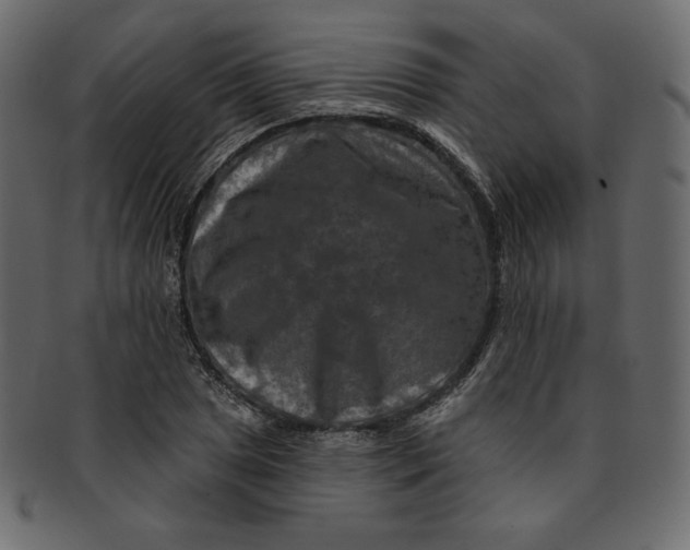 X0000091851025200709261203