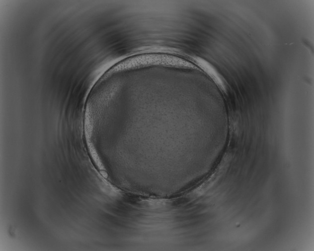 X0000091851244200709261201