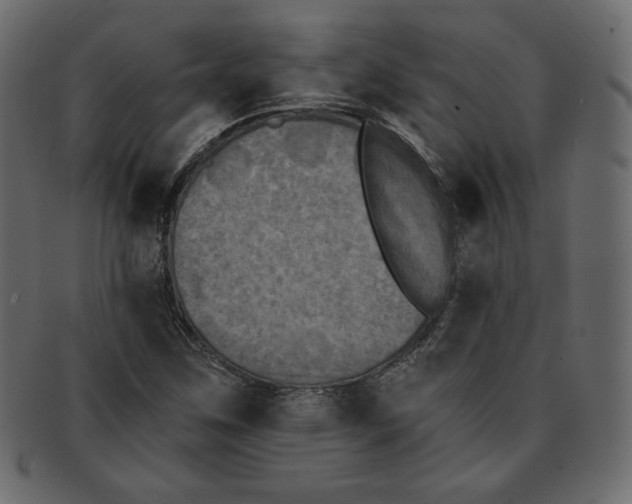 X0000091851259200709261200