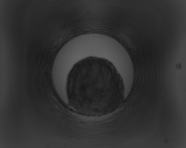 X0000091850039200710031029
