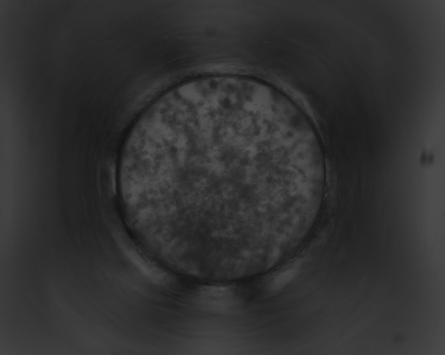 X0000091850061200710031028