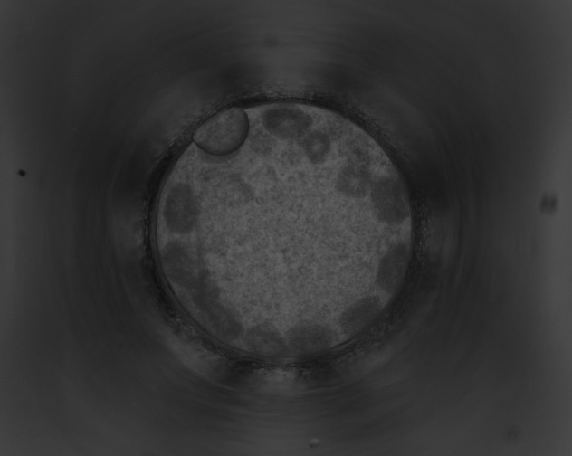 X0000091850687200710031020