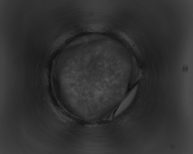 X0000091850688200710031020