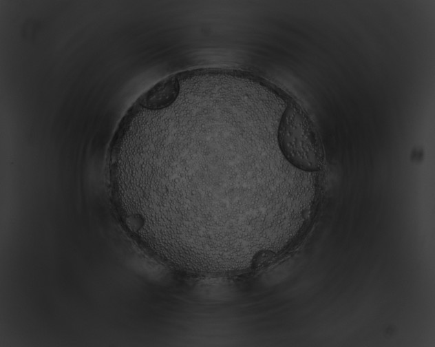 X0000091850883200710031017