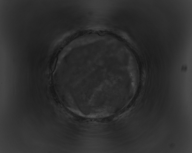 X0000091851398200710031010