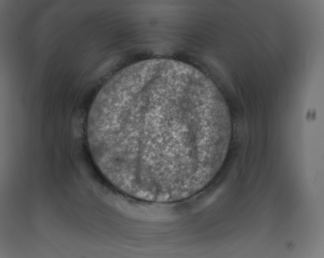 X0000091850032200710031650