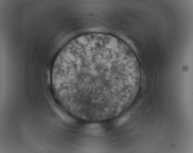 X0000091850061200710031650