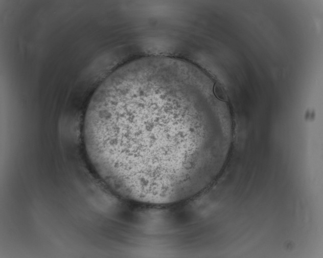 X0000091850065200710031650