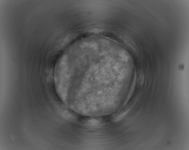 X0000091850236200710031648