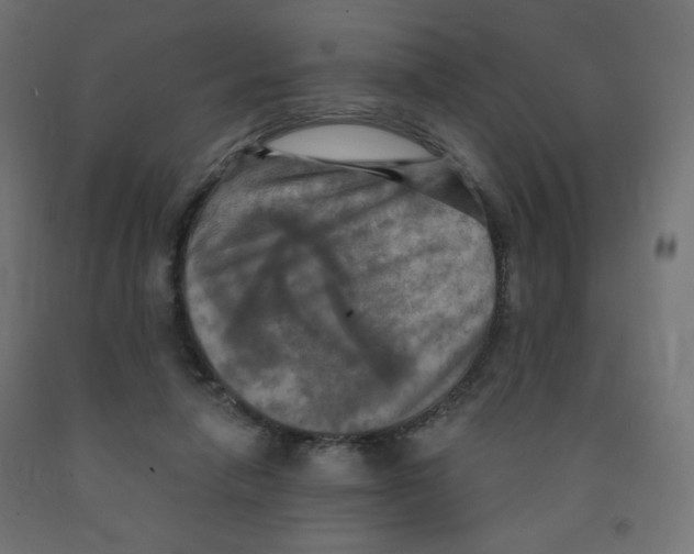 X0000091850258200710031647