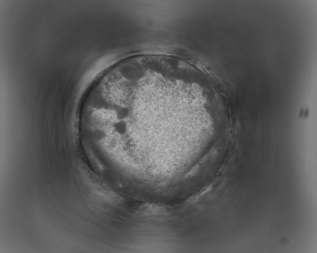 X0000091850343200710031646