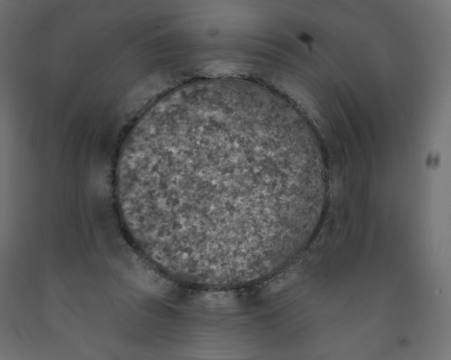 X0000091850353200710031646