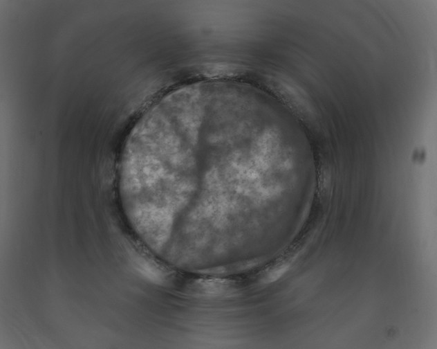 X0000091850367200710031646