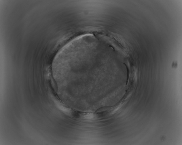 X0000091850383200710031646