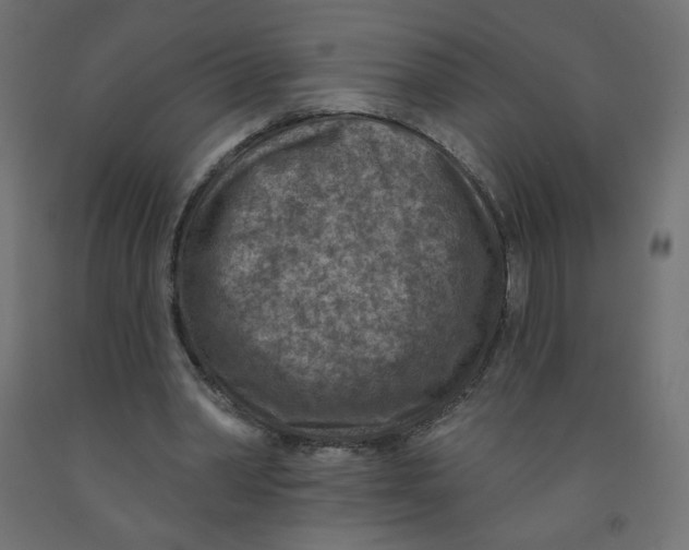 X0000091850390200710031645