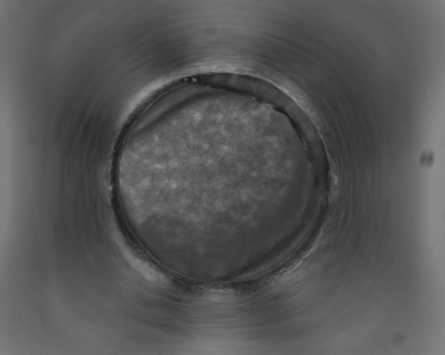 X0000091850438200710031644