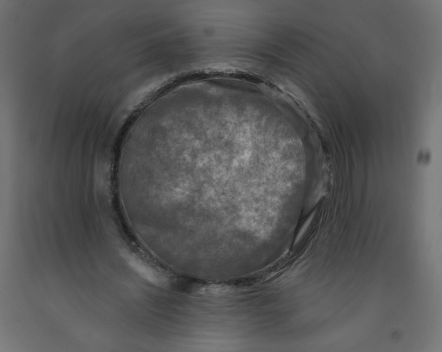 X0000091850444200710031644