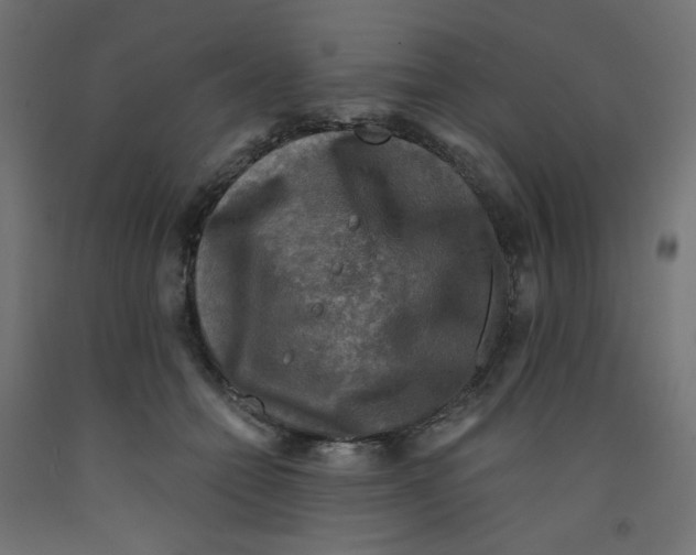 X0000091850558200710031643