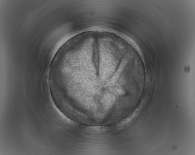 X0000091850855200710031639