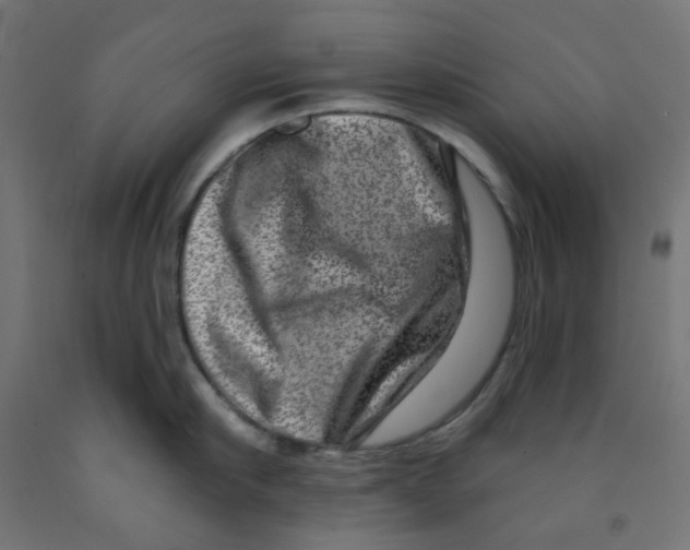 X0000091850910200710031638