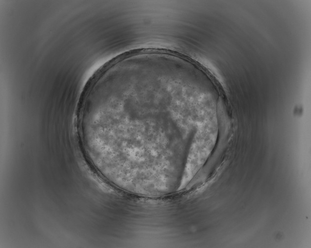 X0000091850928200710031638