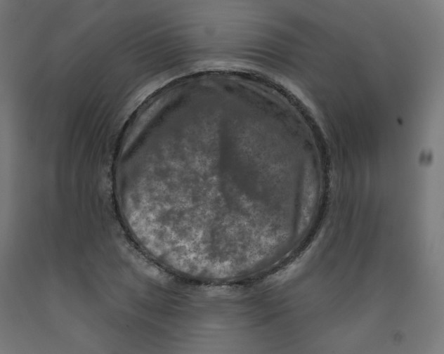 X0000091851025200710031636