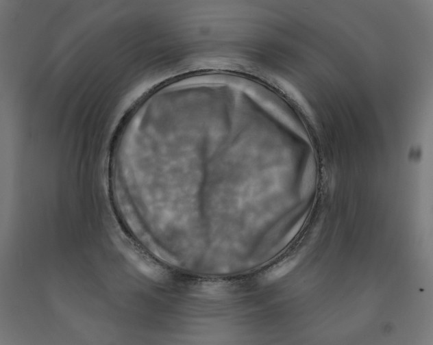 X0000091851035200710031637