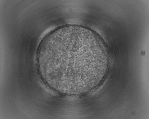 X0000091851074200710031636