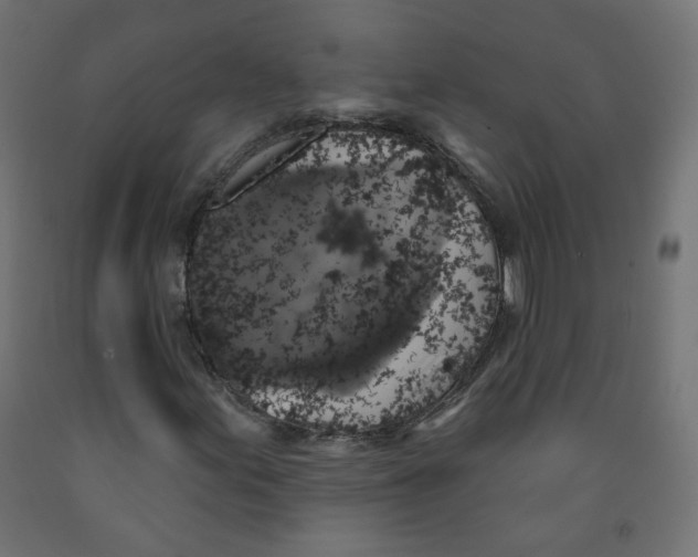 X0000091851155200710031635