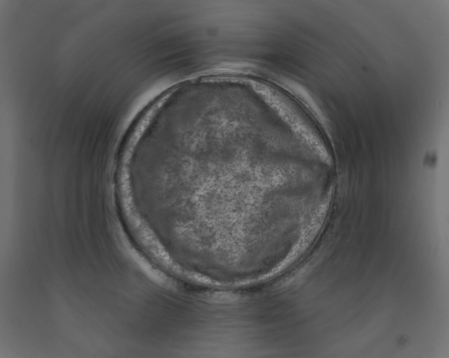 X0000091851235200710031634