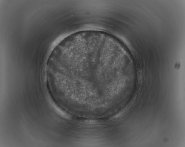 X0000091851371200710031632