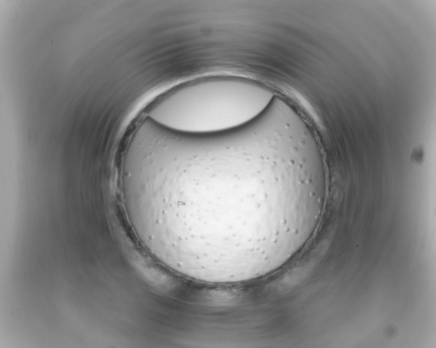 X0000091861125200709050951