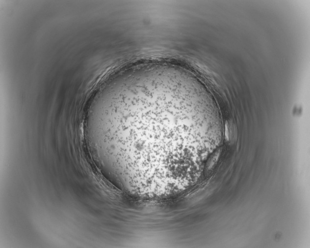 X0000091861155200709050951