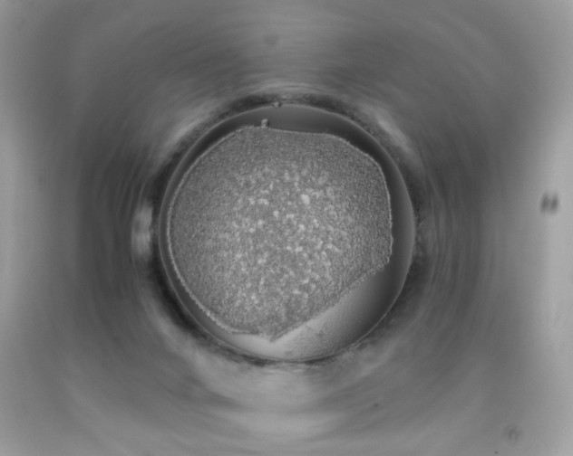 X0000091860024200709051217