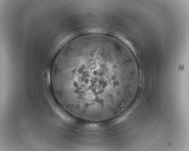 X0000091860061200709051217